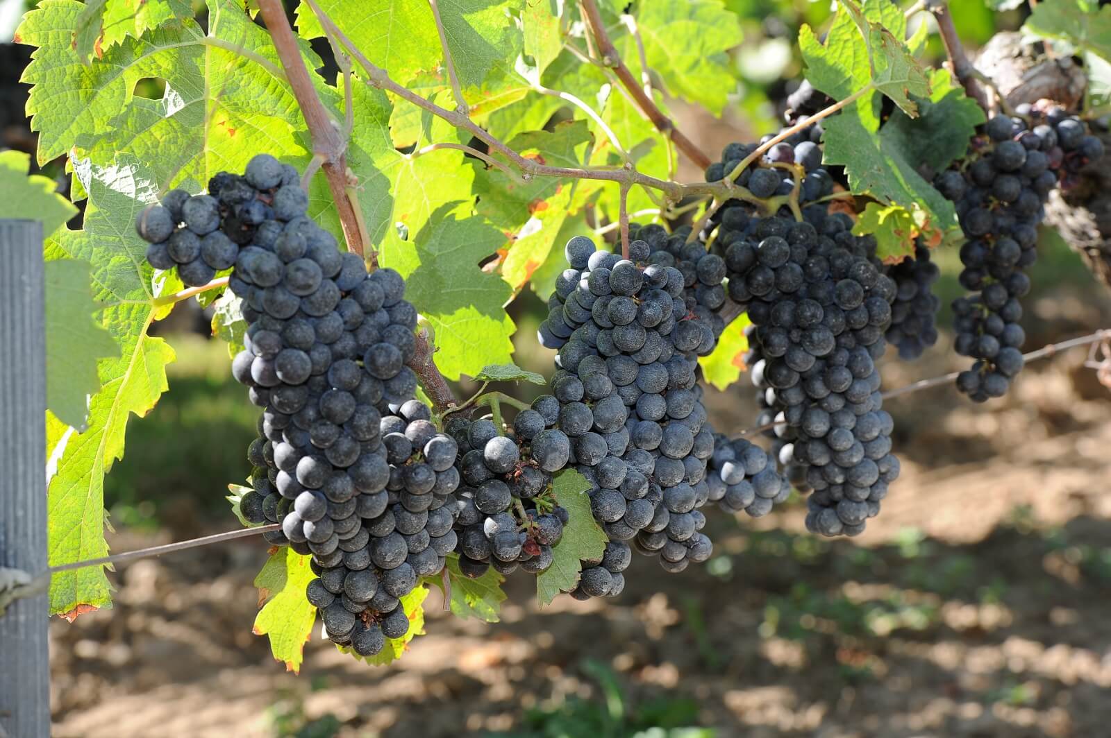 vigne vignobe bouladou